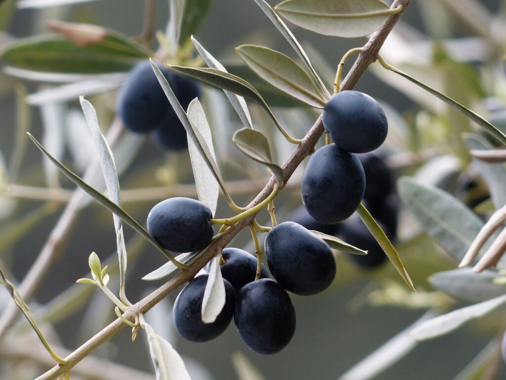 Branche d'olivier avec des olives noires en gros plan