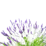 Bouquet de lavande aux Terrasses de Valerian