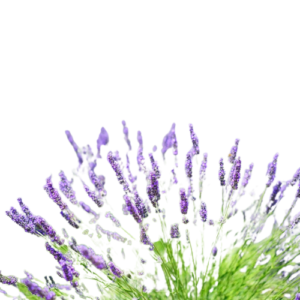 Bouquet de lavande aux Terrasses de Valerian