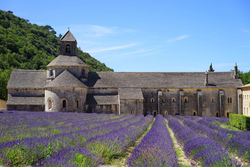 Abbaye de Silvacane entourée d'un champ de lavandes