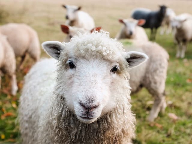 Tête d'un mouton laineux