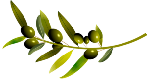 Brin d'olivier dessiné