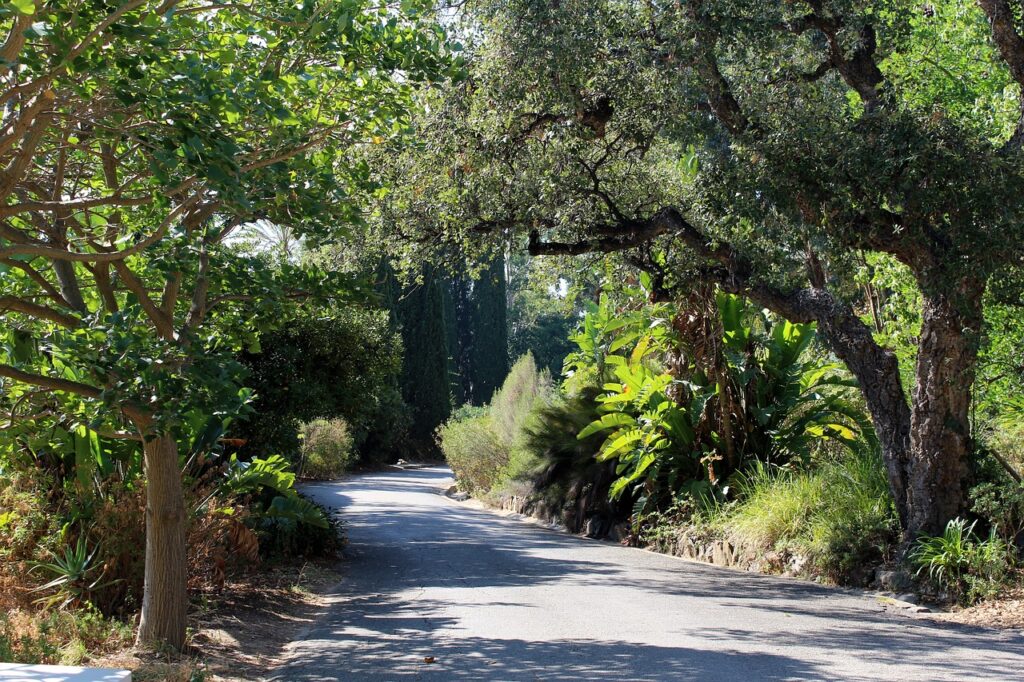 Des arbres bordent une route