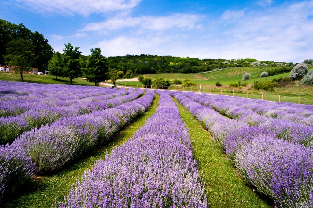 La Provence : une évasion enchanteresse